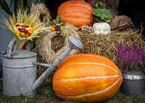 Decoration made of pumpkins, watering can, and heather flowers. Stock Photos
