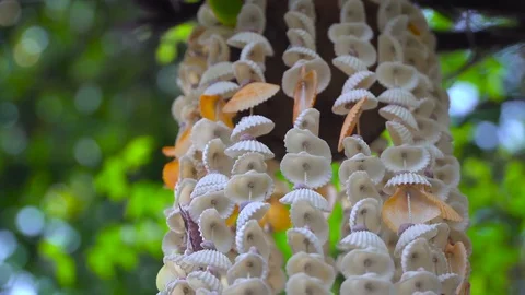Decoration made of shells close-up stirs under the the light breeze Stock Footage 71489286