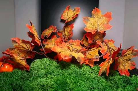 Decoration Stock Photos