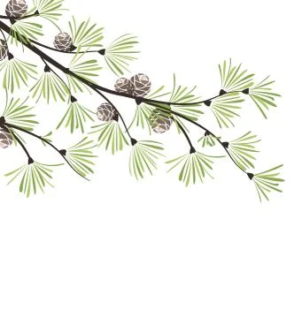 Decoration of pine branches Stock Illustration