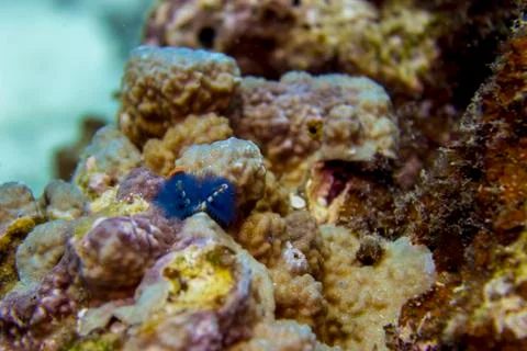 Decoration reef bottom Stock Photos