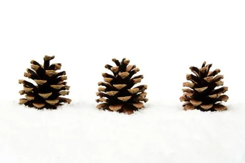 Decoration of three pine cones in line on snow on white background Stock Photos