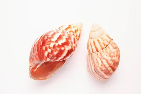 Decoration two empty mussel shells as maritime decoration objects Foto stock