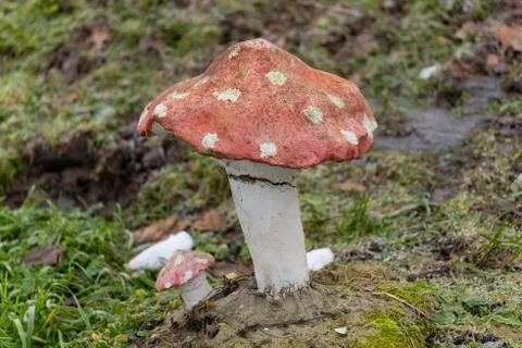 Decoration in the yard Stock Photos