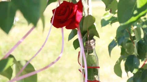 Decorations of roses in a bottle on the tree Stock Footage 51573110
