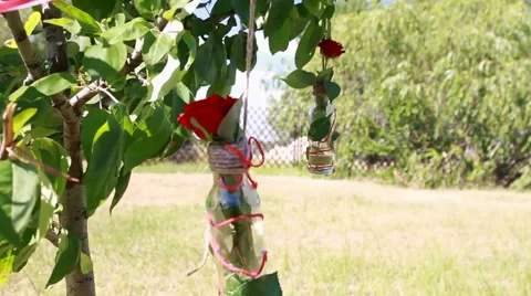 Decorations of roses in a bottle on the tree Stock Footage 51573134