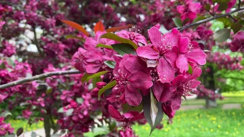 The decorative apple tree is blooming. Video stock 243011707