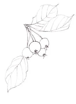 Decorative apple tree branch with apples and leaves linear black and white Stock Illustration