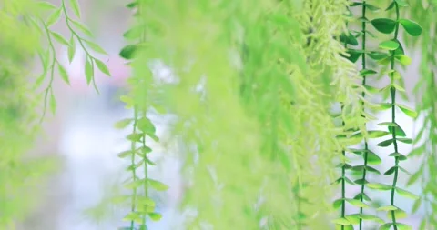 Decorative artificial green plastic hanging leaves with a soft blurred back.. Stock-Footage 344141178