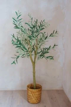 Decorative artificial olive tree in wicker pot on white plaster wall backgr.. Stock Photos