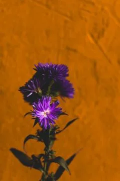 Decorative asters, selective focus, shallow depth of field. Purple flowers on Stock Photos