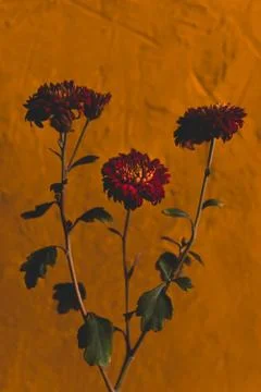 Decorative asters, selective focus, shallow depth of field. Purple flowers on Stock Photos