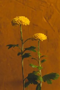 Decorative asters, selective focus, shallow depth of field. Purple flowers on Stock Photos