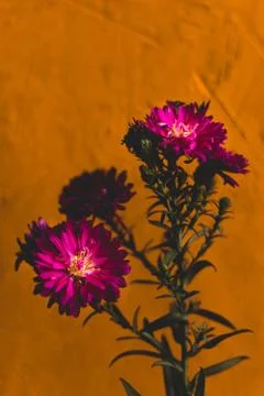 Decorative asters, Two focus points, stack of two images. Purple flowers on a Stock Photos