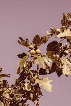 Decorative background with branch of fig tree with fruits. Copy space Stock Photos