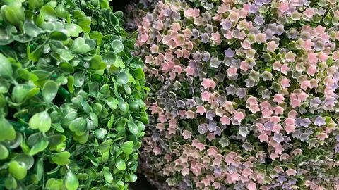 Decorative background of dense artificial green boxwood foliage and pink fa.. Foto stock