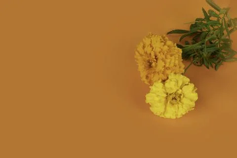 Decorative background with orange marigolds, Stock Photos