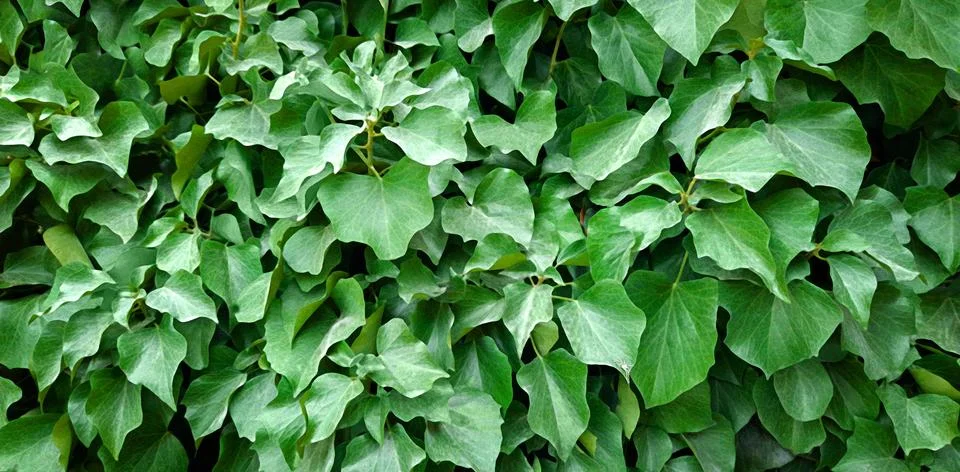Decorative background of wild green grape leaves. Natural texture. Banner. Na Foto stock