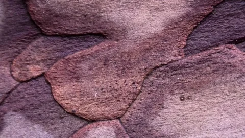 Decorative bark of old pine tree, Macro shot, Natural pattern, Image background Stock Footage 293241496