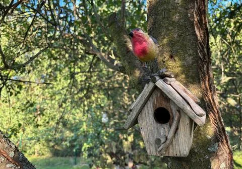 Decorative birdhouse with artificial bird on a tree in a garden. Stock Photos