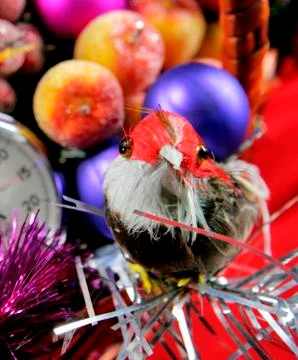 Decorative birdy Stock Photos