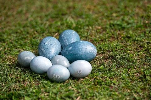 Decorative blue Easter eggs placed on vibrant green grass during a springti.. Stock Photos