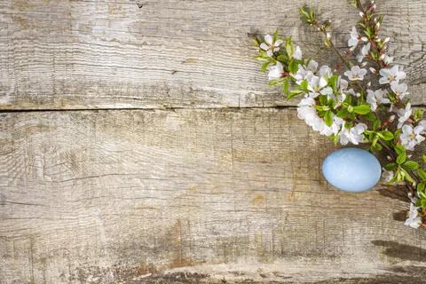 Decorative blue egg and cherry blossom branches on rustic wooden surface for 스톡 사진