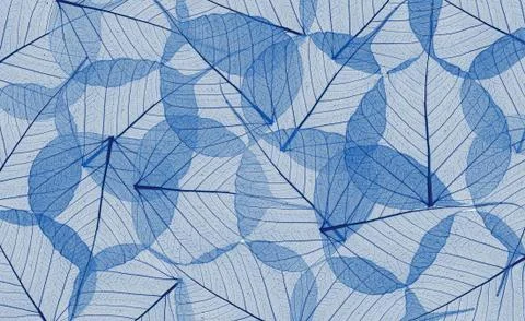 Decorative blue skeleton leaves background Stock Photos