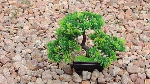 Decorative bonsai against the stones background Stock Footage