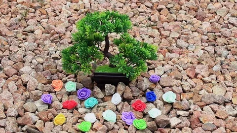 Decorative bonsai with flowers Stock Footage 77937037
