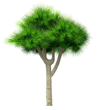 Decorative bonsai green tree pine fir isolated Stock Illustration