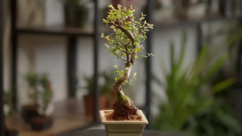 Decorative bonsai tree in a flower pot, a plant rotating in a flower pot . Stock Footage 155678966