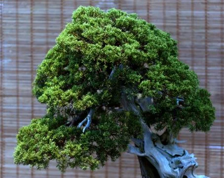 Decorative bonsai tree Stock Photos