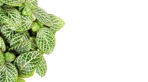 Decorative Border Design with Leaves. Stock-Footage 36177702