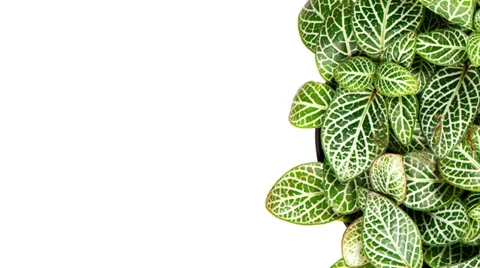 Decorative Border Design with Leaves. Stock Footage 36177749