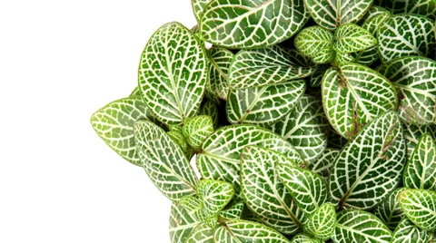 Decorative Border Design with Leaves. Stock-Footage 36217293