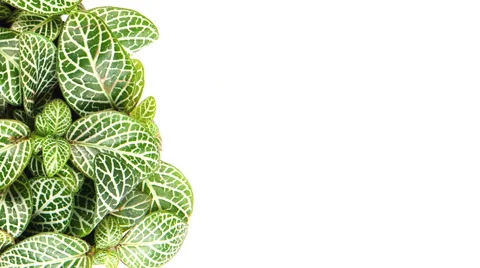 Decorative Border Design with Leaves. Vídeos de archivo 58942039