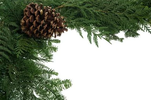 Decorative border with pinecone Foto stock