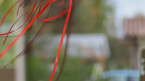 Decorative bow Stock-Footage 120421900