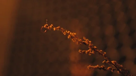 Decorative branch in the room Stock-Footage 104629674