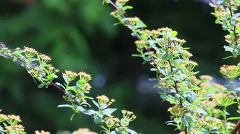 Decorative branches with flowers Stock Footage 24735800