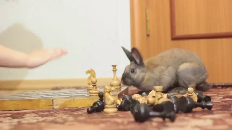 DECORATIVE BROWN RABBIT SNIFFING THE CHESS PIECES Stock Footage 74883951