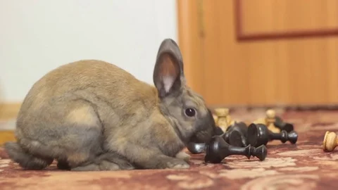 DECORATIVE BROWN RABBIT SNIFFING THE CHESS PIECES Stock Footage 74883983