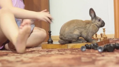 DECORATIVE BROWN RABBIT SNIFFING THE CHESS PIECES Stock Footage 74884040