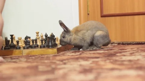 DECORATIVE BROWN RABBIT SNIFFING THE CHESS PIECES Stock Footage 74884050