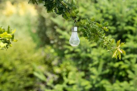 Decorative bulb with wire inside and handmade placed on a pine branch in the  Stock Photos
