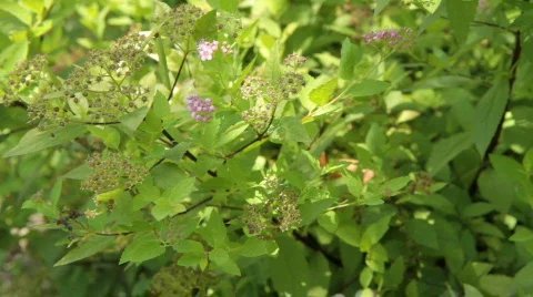 Decorative bush. 動画素材 810513