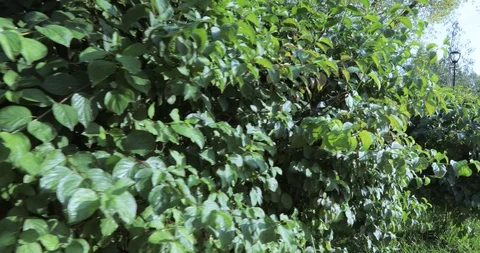 Decorative bush in the park 動画素材 95547376