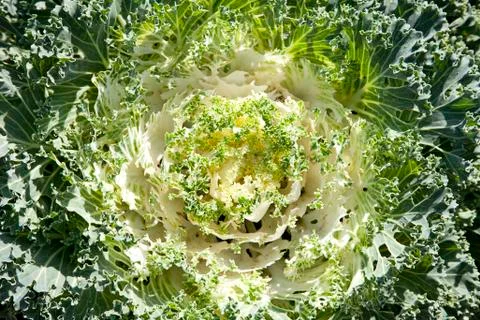 Decorative cabbage background Foto stock