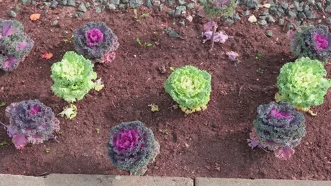 Decorative cabbage in the backyard. Huge landscaping trend. Stock Footage 250807612